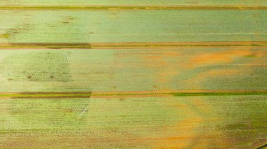 Tarım arazisi yukarıdan gelen yeşil ekinlerle