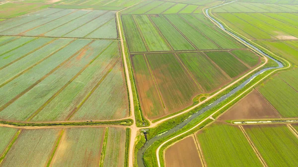 Сільськогосподарські землі з зеленими культурами зверху — стокове фото