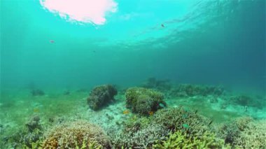 Suyun altında balıklı mercan kayalıkları. Filipinler.