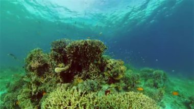 Mercan kayalıkları ve tropikal balıklar. Filipinler.