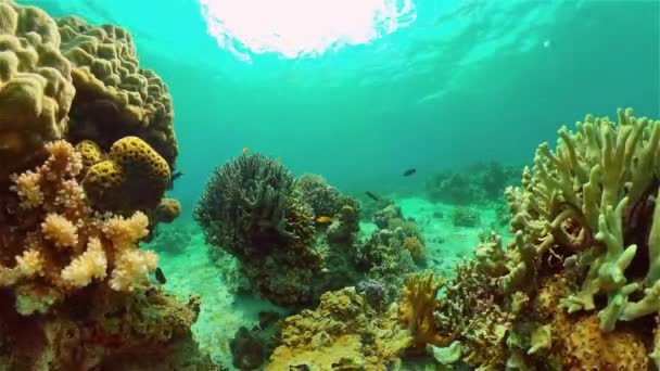 O mundo subaquático de um recife de coral. Filipinas. — Vídeo de Stock