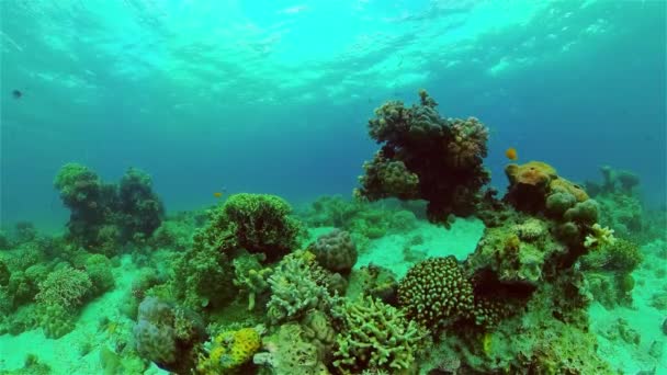 Arrecife de coral y peces tropicales. Filipinas. — Vídeos de Stock