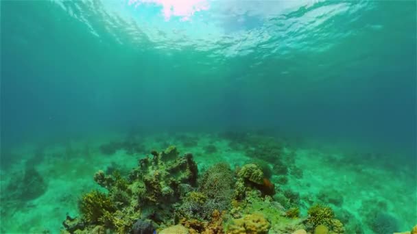 Recifes de coral com peixes subaquáticos. Filipinas. — Vídeo de Stock