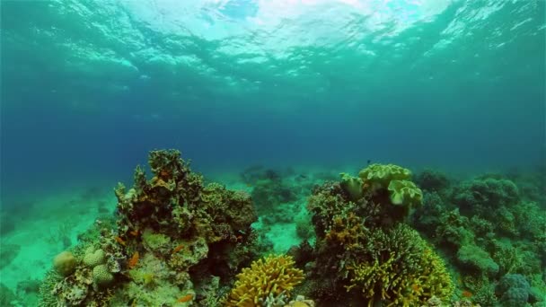 The underwater world of a coral reef. Philippines. — Stock Video