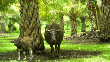 Palmiye koruluğunda bufalo. Bohol, Filipinler.