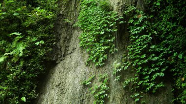 Güzel tropik şelale.