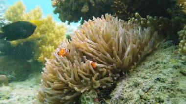 Deniz şakayığı ve palyaço balığı.