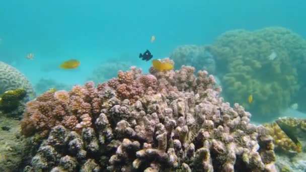 Arrecife de coral y peces tropicales bajo el agua. Leyte, Filipinas. — Vídeos de Stock