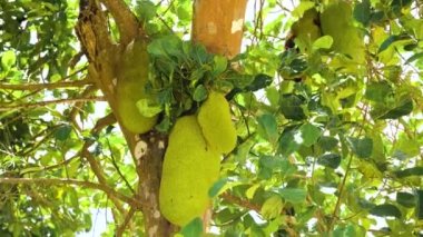 Ağaçtaki meyveler.