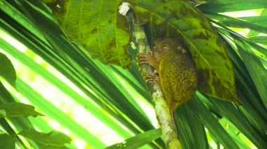 Yağmurlu ormanda daha Tarsier. Bohol, Filipinler.