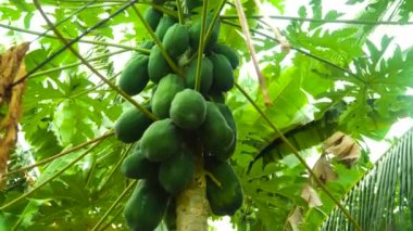 Ağaçtaki yeşil papaya.