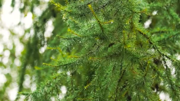 Rain drops on the branch of spruce. — Stock Video