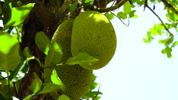 Jackfruit sur l'arbre. — Video