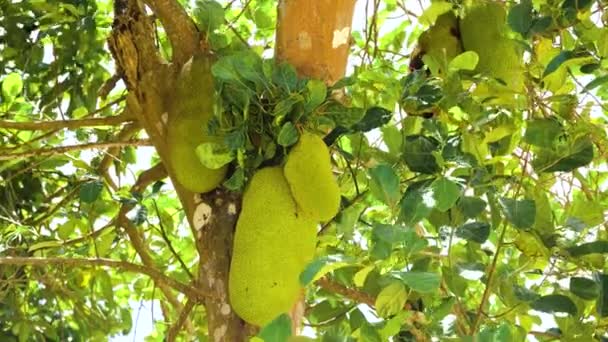 Jackfruit sur l'arbre. — Video