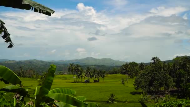 Piękne tarasy ryżowe. Bohol, Filipiny. — Wideo stockowe