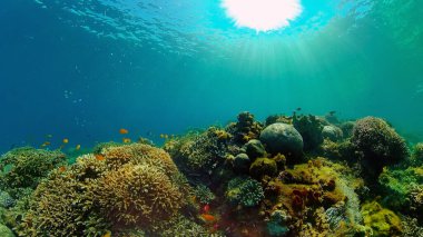 Mercan kayalıkları ve tropikal balıklar. Filipinler.