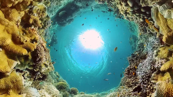 The underwater world of a coral reef. Philippines.