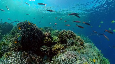 Mercan kayalıkları ve tropikal balıklar. Filipinler.