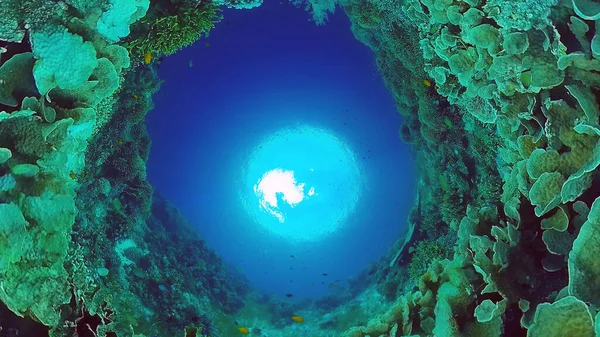 Arrecife de coral con peces bajo el agua. Bohol, Filipinas. —  Fotos de Stock