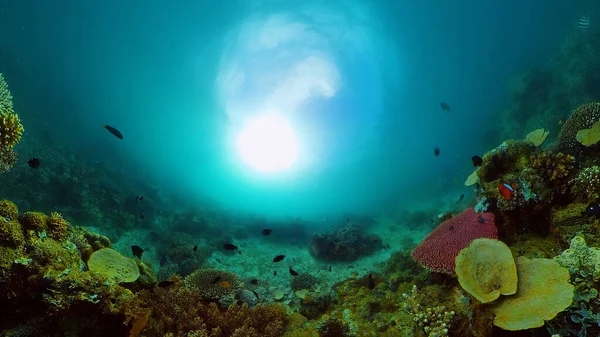 珊瑚礁的水下世界. — 图库照片