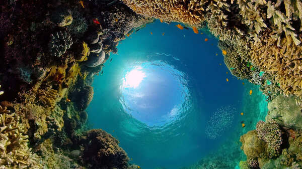 Коралловый риф и тропическая рыба. Филиппины.