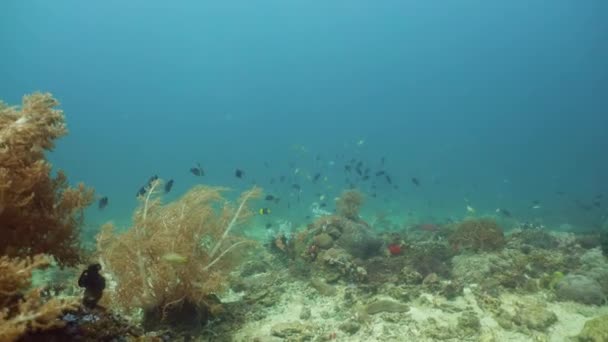 Arrecife de coral con peces bajo el agua. Camiguin, Filipinas — Vídeo de stock