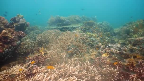 Korallenriffe und tropische Fische unter Wasser. Camiguin, Philippinen — Stockvideo