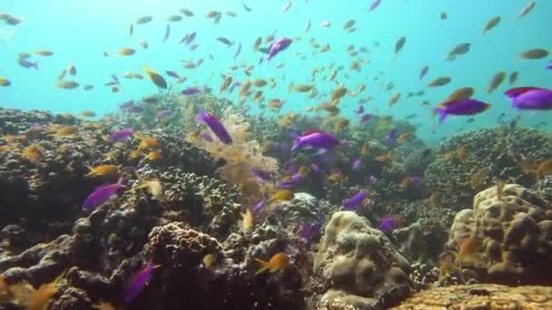 Korallzátony és trópusi halak a víz alatt. Camiguin, Fülöp-szigetek — Stock videók