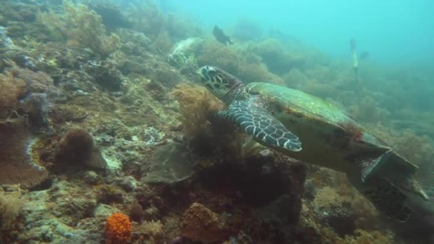 Gröna havssköldpaddan under vatten i Filippinerna. — Stockvideo