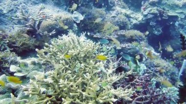 Mercan kayalıkları ve tropikal balıklar. Leyte, Filipinler.