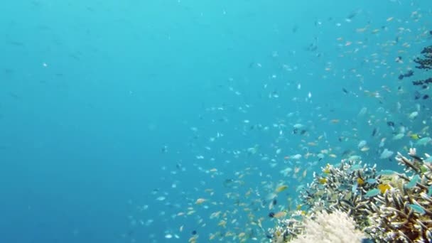 Il mondo sottomarino di una barriera corallina. Leyte, Filippine. — Video Stock