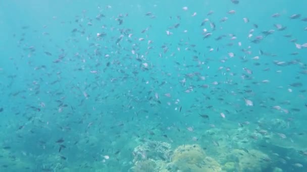 Peces tropicales en el océano azul. Leyte, Filipinas. — Vídeos de Stock