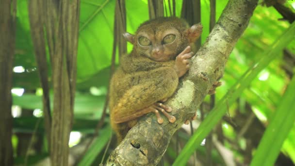 Vtipný filipínský tarsier Tarsius syrichta. Bohol Filipíny — Stock video