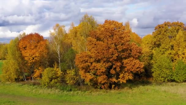 Forêt d'automne. Arbres au feuillage jaune par temps ensoleillé, vue dégagée. Chênes et bouleaux au feuillage coloré. — Video