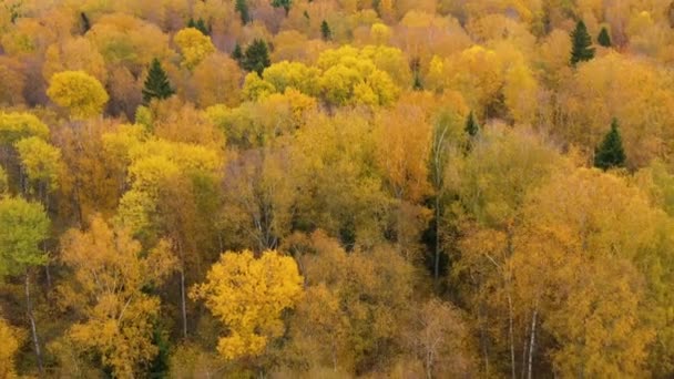 Let nad podzimním lesem. Koruny stromů se žlutým listím. Opadavý les na podzim. Podzimní sezóna. — Stock video