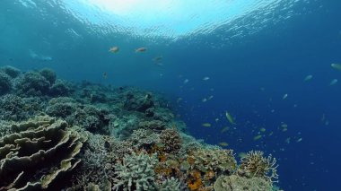 Suyun altında balıklı mercan kayalıkları. Filipinler.
