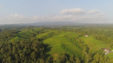Endonezya 'da tarım arazisi olan pirinç tarlaları