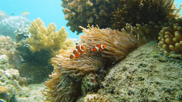 イソギンチャクとピエロ魚. — ストック写真