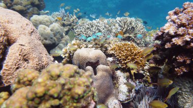 Suyun altında balıklı mercan kayalıkları. Leyte, Filipinler.