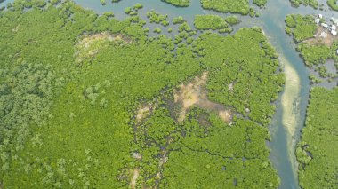 Mangrove ormanının ve nehrin havadan görünüşü.