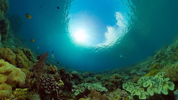 Récif corallien et poissons tropicaux. Philippines. — Photo