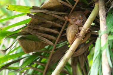 Yağmurlu ormanda daha Tarsier. Bohol, Filipinler.
