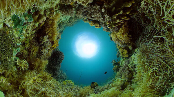 Коралловый риф и тропические рыбы под водой. Филиппины.