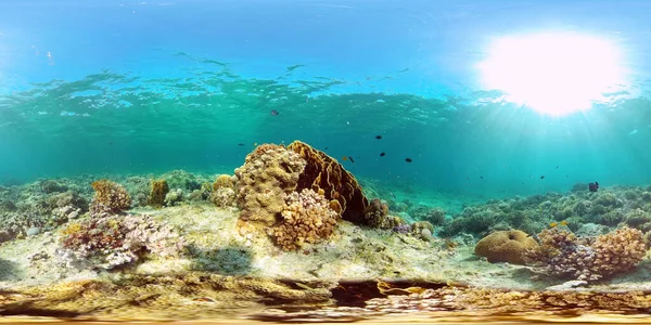 Récif corallien et poissons tropicaux. Philippines. Vue à 360 degrés. — Photo