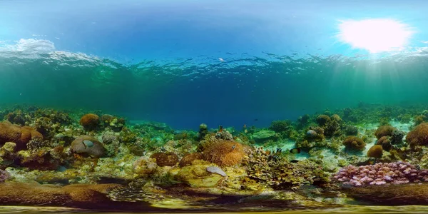 Coral reef with fish underwater. Philippines. Virtual Reality 360