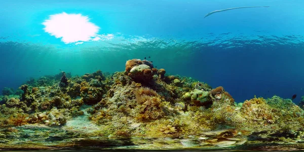 Koraalrif en tropische vissen. Filippijnen. Virtual Reality 360 — Stockfoto