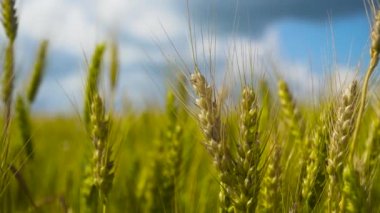 Kırsalda buğday tarlası.