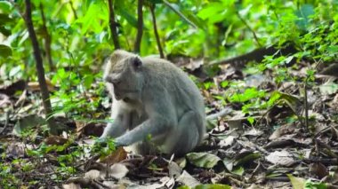 Ormandaki maymunlar. Bali, Endonezya.