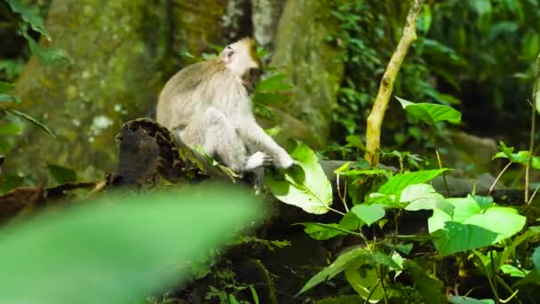 Monkeys in the forest. Bali, indonesia. — Stock Video