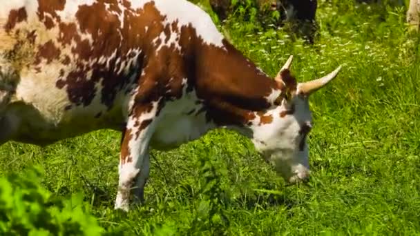 Koeien grazen op grasland. — Stockvideo